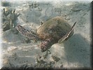 Schildpad. met begroeid schild