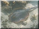 Ray  