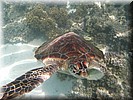 Schitterend schone schildpad, met helder water en nieuwsgierig naar de camera zwemmend