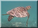 Schildpad. met begroeid schild