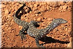 Goanna