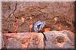 Black Flanked Rockwallaby