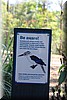 Wees gewaarschuwd, Kookaburras duiken stil en onverwachts af op voedsel